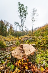 202 10 25 buciny tykac 2400px zewlakk-4763