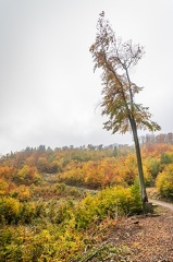 202 10 25 buciny tykac 2400px zewlakk-4784