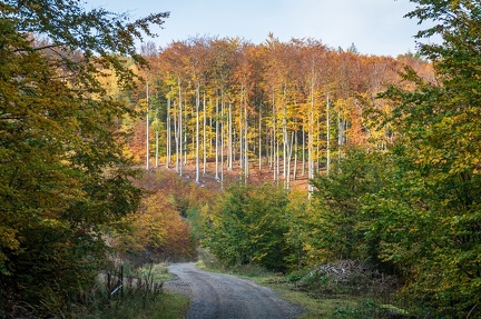 202 10 25 buciny tykac 2400px zewlakk-4852