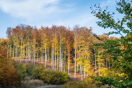 202 10 25 buciny tykac 2400px zewlakk-4854