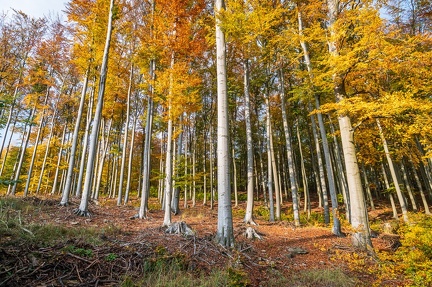 202 10 25 buciny tykac 2400px zewlakk-4856