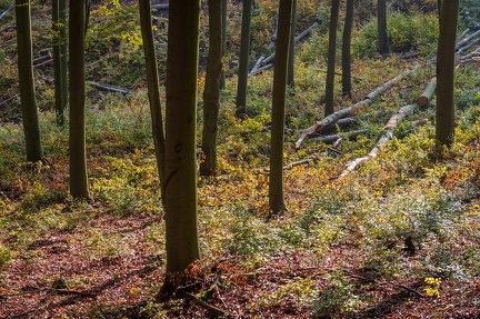 202 10 25 buciny tykac 2400px zewlakk-4859