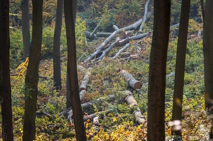 202 10 25 buciny tykac 2400px zewlakk-4862