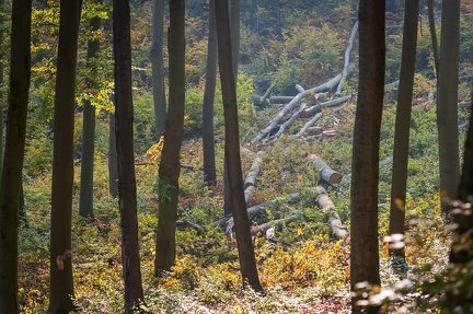 202 10 25 buciny tykac 2400px zewlakk-4863