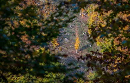 202 10 25 buciny tykac 2400px zewlakk-4871