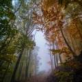 IMG 20201025 094942-01