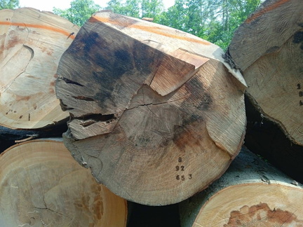 převezené klády do Snovídek