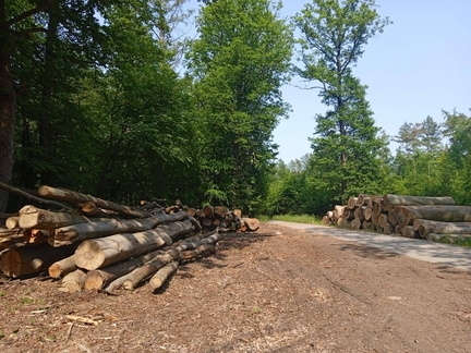 převezené klády do Snovídek