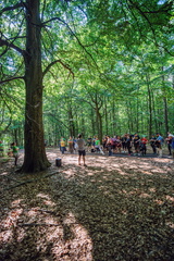 DSB 8536 IBRA PRESS A4