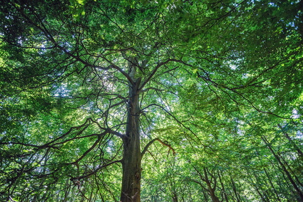 DSB 8548 IBRA PRESS A4