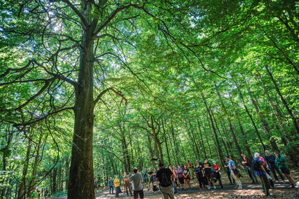 DSB 8554 IBRA PRESS A4