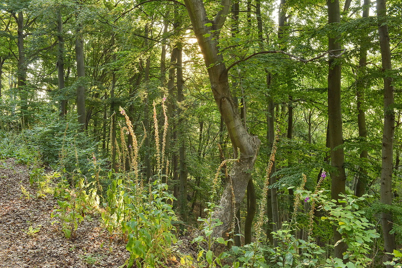 HD 017_DSC9994_IBRA_NET_JPG 08.jpg