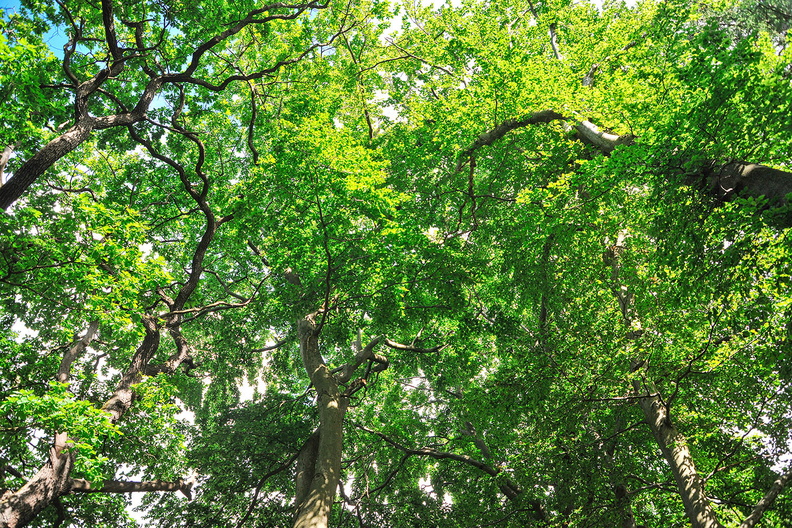 HD 017_DSD_7493_IBRA_NET_JPG 08.jpg