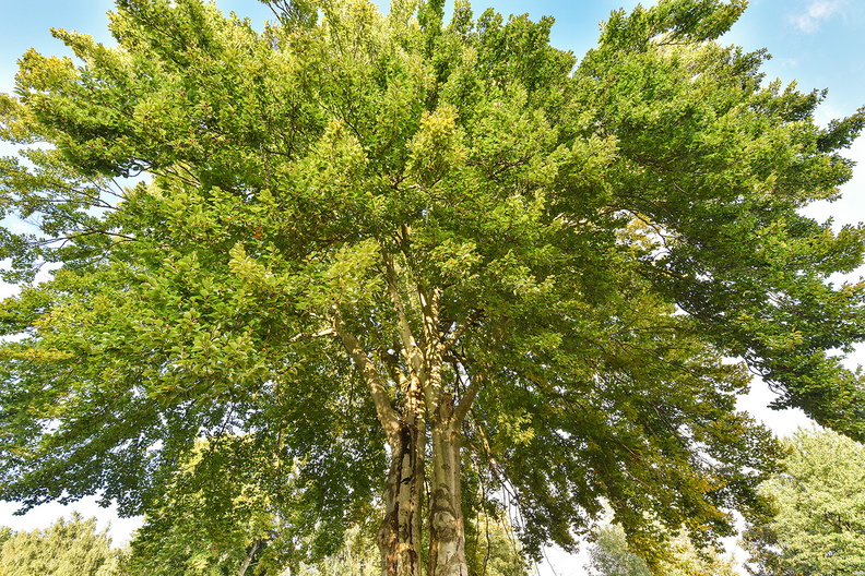 HD 018_DSC_2279_IBRA_NET.jpg