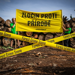 Protest na pile v Chomutově - ilegální kácení Royal Pine - 19.9.2023