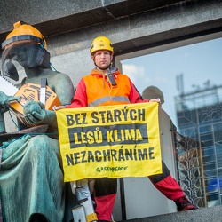 Protest před MZE - Ministerstvo kácení starých lesů - 8.11.2023