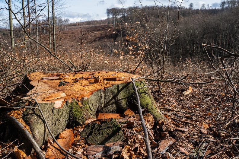 zdanickyles_greenpeace-17.jpg