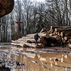 Ždánický les - kácení únor 2024 - výběr pro média