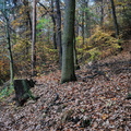 DSC 8021 IBRA NET
