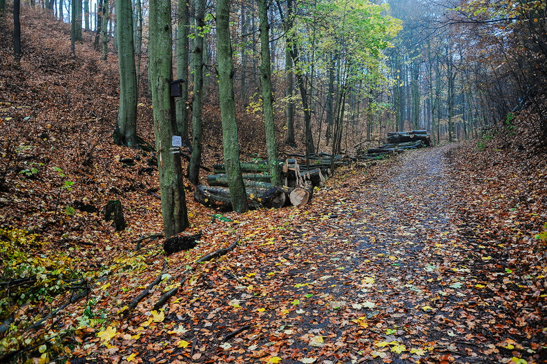 DSC_7962_IBRA_NET.jpg